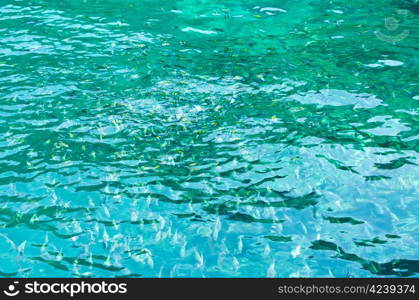 feeding sea fish in blue water