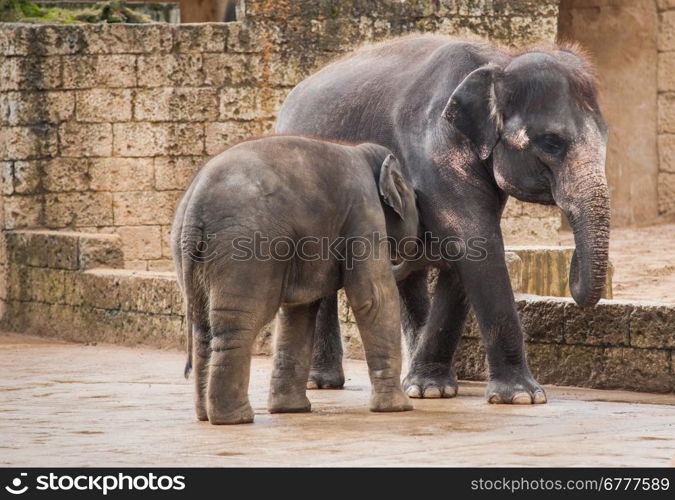 Feeding the elephant calf by female. Animal life in Asia