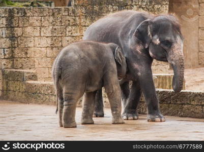 Feeding the elephant calf by female. Animal life in Asia