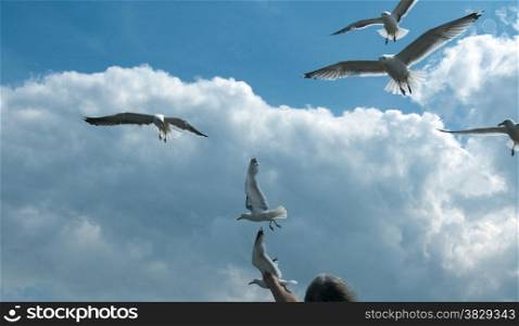 feeding the seagull with blue sky and clouds