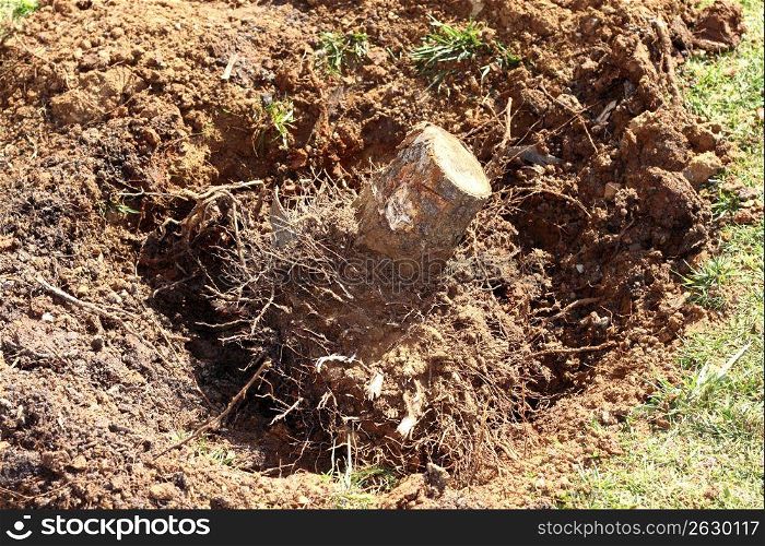 feelled tree roots removed soil sand on garden nature consevation metaphor