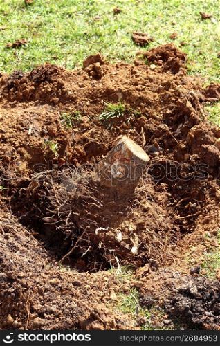 feelled tree roots removed soil sand on garden nature consevation metaphor