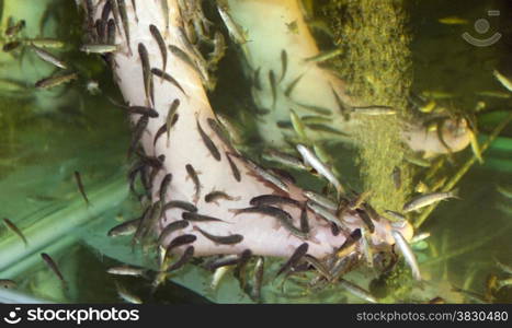 feet in water with fish for new type of massage