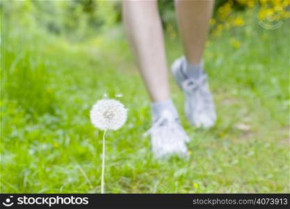Feet of a running woman in green grass - focus on the blowball in the foreground
