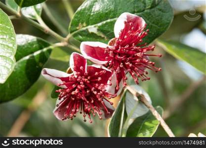 Feijoa flower in bloom. Acca sellowiana. Tropical fruit