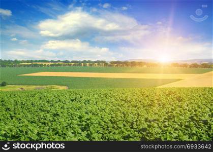 Feld sunflower sprouts and sunrise on sky. Agricultural landscape.