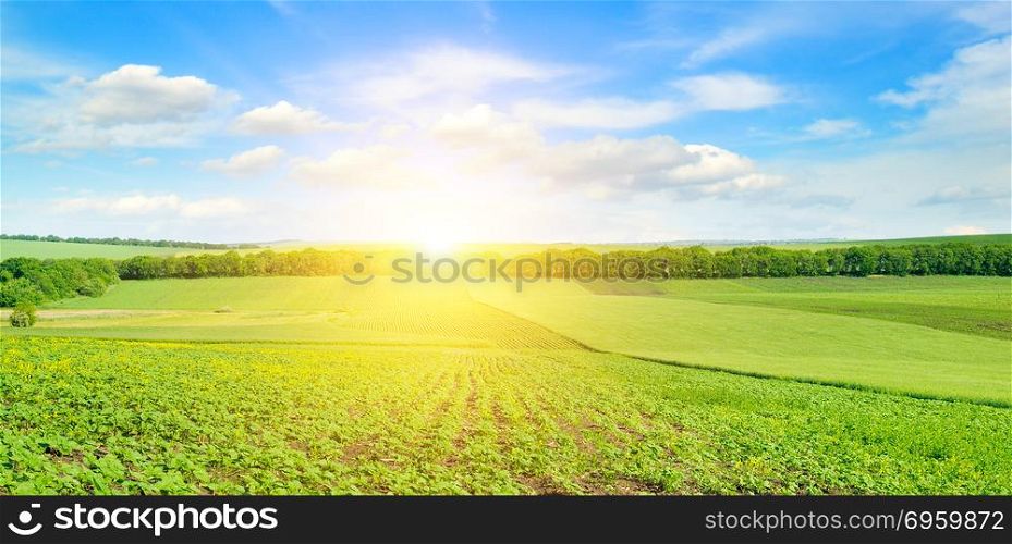 Feld sunflower sprouts and sunrise on sky. Wide photo.. Feld sunflower sprouts and sunrise on sky. Agricultural landscape.Wide photo.