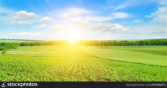 Feld sunflower sprouts and sunrise on sky. Wide photo.. Feld sunflower sprouts and sunrise on sky. Agricultural landscape.Wide photo.