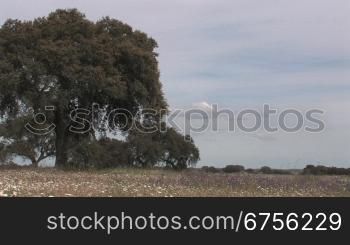 Feldlandschaft mit einem Baum, Alentejo, Portugal
