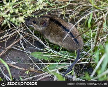 Feldmaus. brown field mouse with black stripes