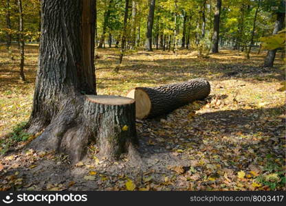 Felled tree in the forest