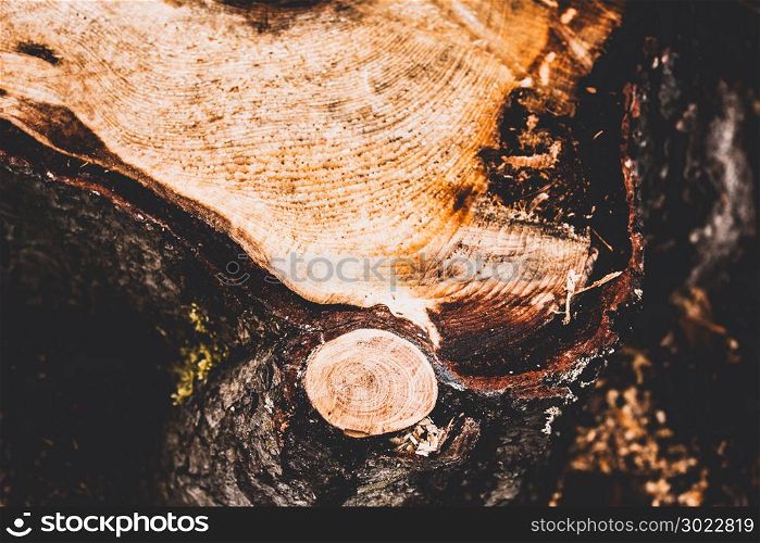 Felled tree trunk. Tree stump in a summer forest.