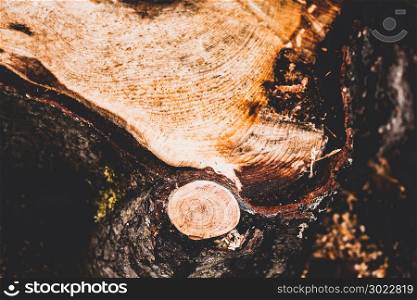 Felled tree trunk. Tree stump in a summer forest.