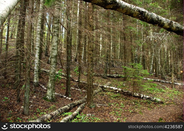 Felled tree trunks in a wild forest