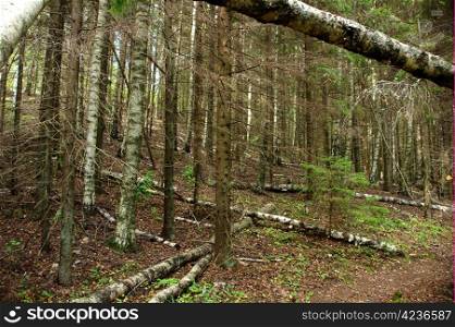 Felled tree trunks in a wild forest