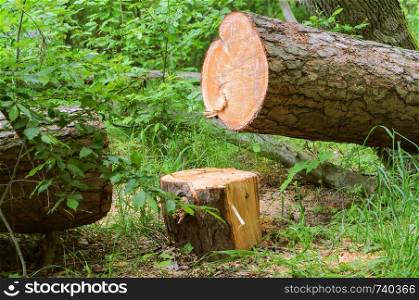 felled trees, trunks of felled trees. trunks of felled trees, felled trees