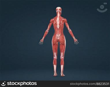 Femaale human muscular system anatomy 3D illustration. Female human muscular system anatomy