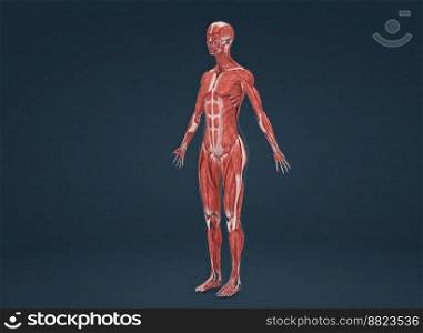 Femaale human muscular system anatomy 3D illustration. Female human muscular system anatomy