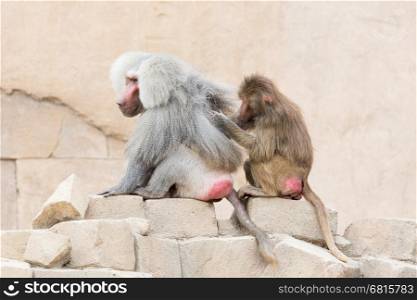Female adult macaque monkey grooming an adult macaque monkey