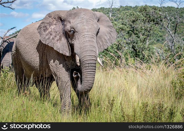 Female African elephant standing in the grass in the Welgevonden Game Reserve, South Africa.