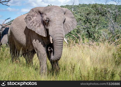 Female African elephant standing in the grass in the Welgevonden Game Reserve, South Africa.