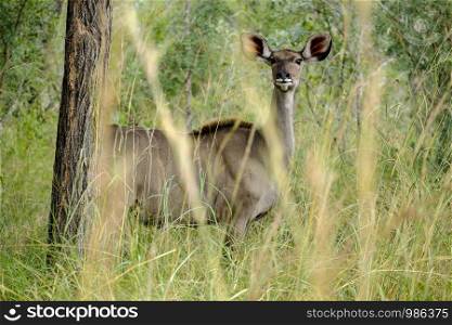 Female african Kudu behind the dense vegetation