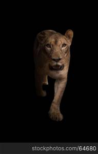 female african lion in the dark background