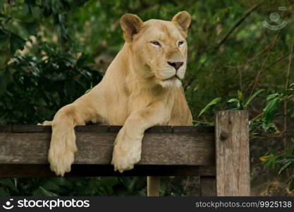 Female African Lion is sleeping looking at something. The African Lion is found in Africa. In Asia, it can still be found, for ex&le, in western India.