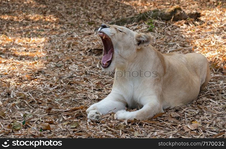 female african lion relax and lay down on the ground