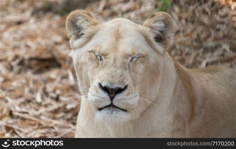 female african lion relax and lay down on the ground