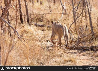 Female African Lion walking on a path in a South African Game Reserve
