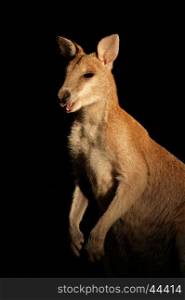 Female Agile Wallaby (Macropus agilis), Kakadu National Park, Northern territory, Australia&#xD;