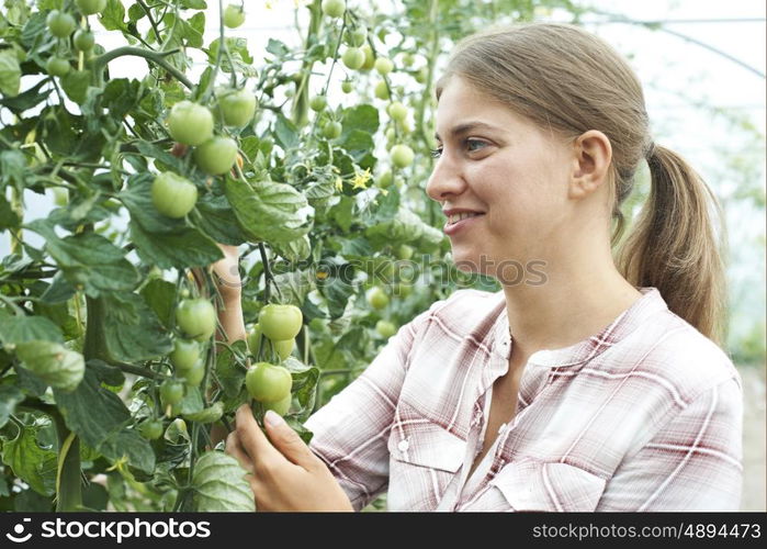 Female Agricultural Worker Checking Tomato Plants In Greenhouse