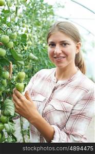 Female Agricultural Worker Checking Tomato Plants In Greenhouse