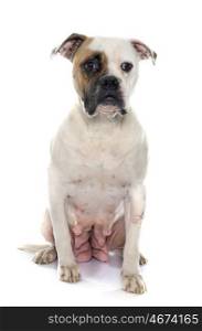 female american bulldog in front of white background
