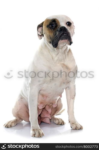 female american bulldog in front of white background