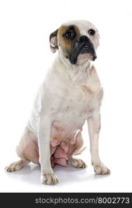 female american bulldog in front of white background