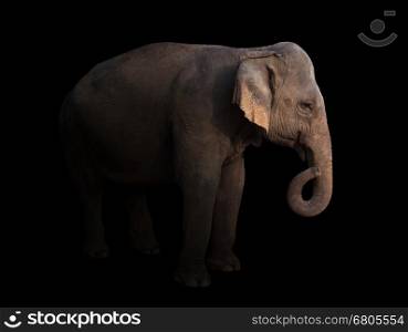female asia elephant in the dark with spotlight