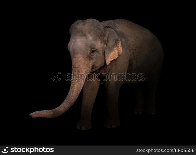 female asia elephant in the dark with spotlight