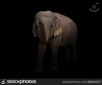 female asia elephant in the dark with spotlight