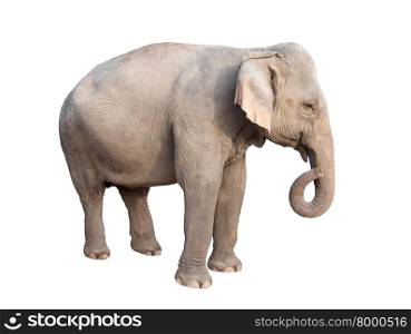 female asia elephant isolated on white background