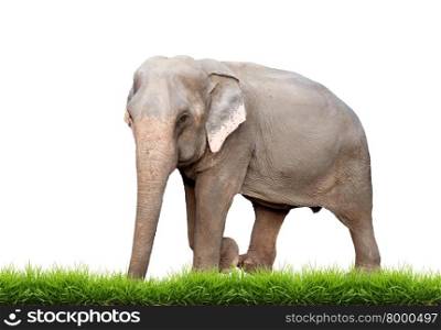 female asia elephant with green grass isolated on white background