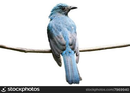 female Asian Fairy-bluebird catch a branch isolate on white background
