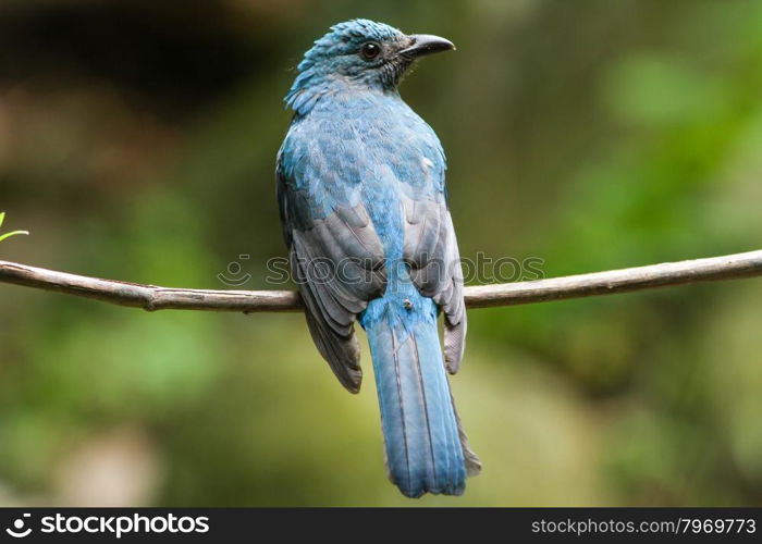 female Asian Fairy-bluebird catch on the tree