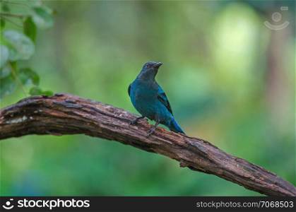 Female Asian Fairy Bluebird ( Irena puella ) perched on tree branch