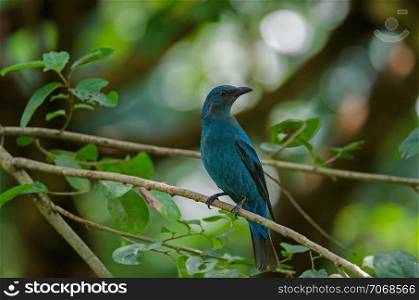 Female Asian Fairy Bluebird ( Irena puella ) perched on tree branch