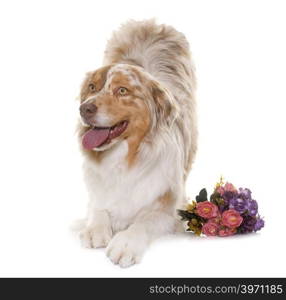 female australian shepherd in front of white background