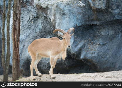 female Barbary sheep (Ammotragus lervia) standing on the rock