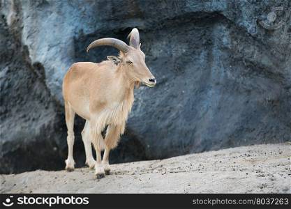 female Barbary sheep (Ammotragus lervia) standing on the rock