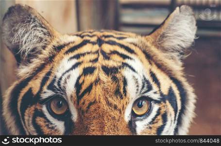 female bengal tiger head close up
